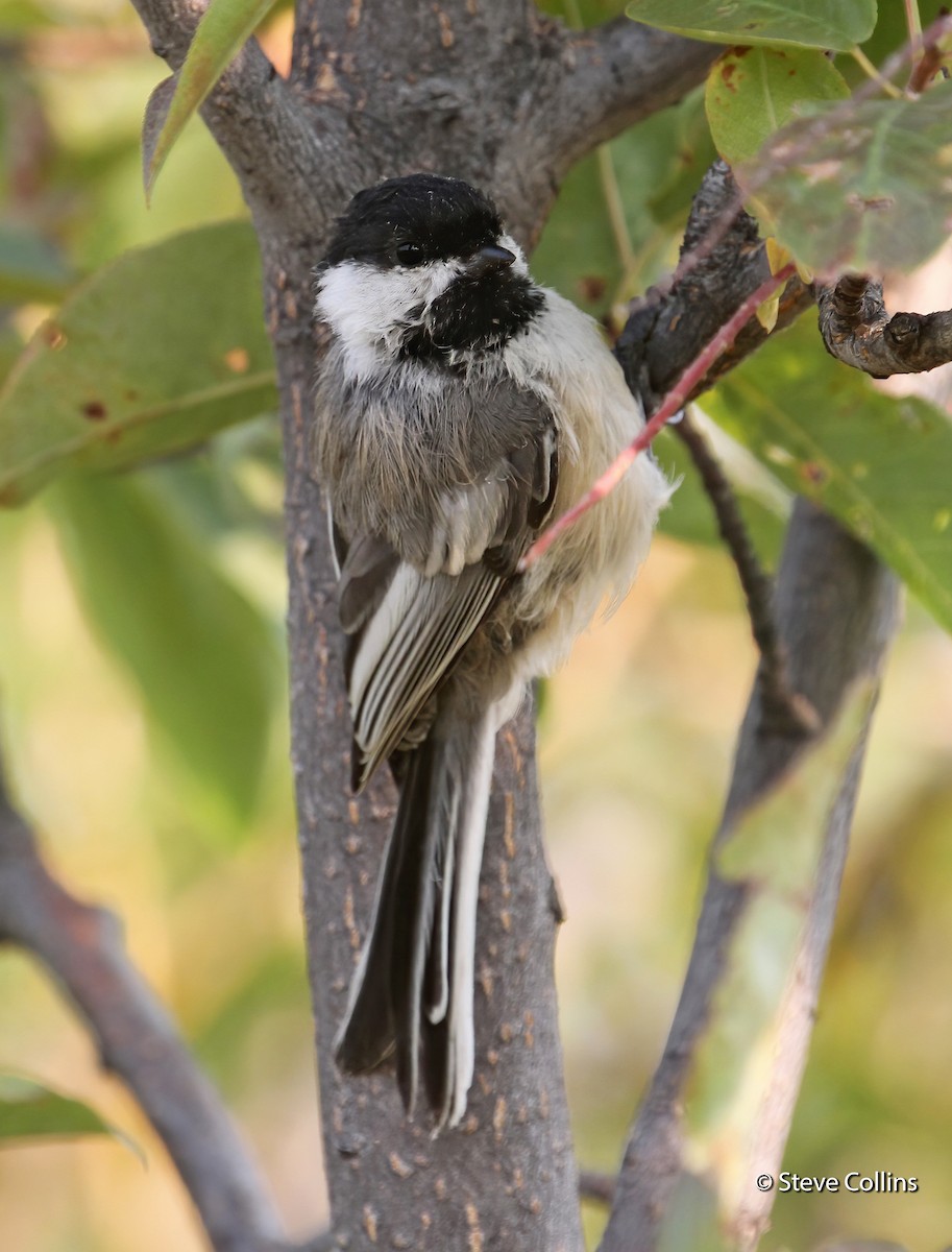 Mésange à tête noire - ML629204102