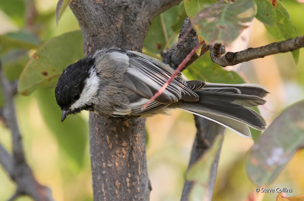 Mésange à tête noire - ML629204103