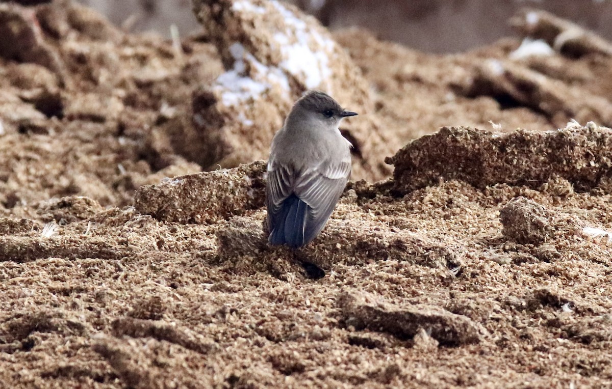 Say's Phoebe - ML629204120