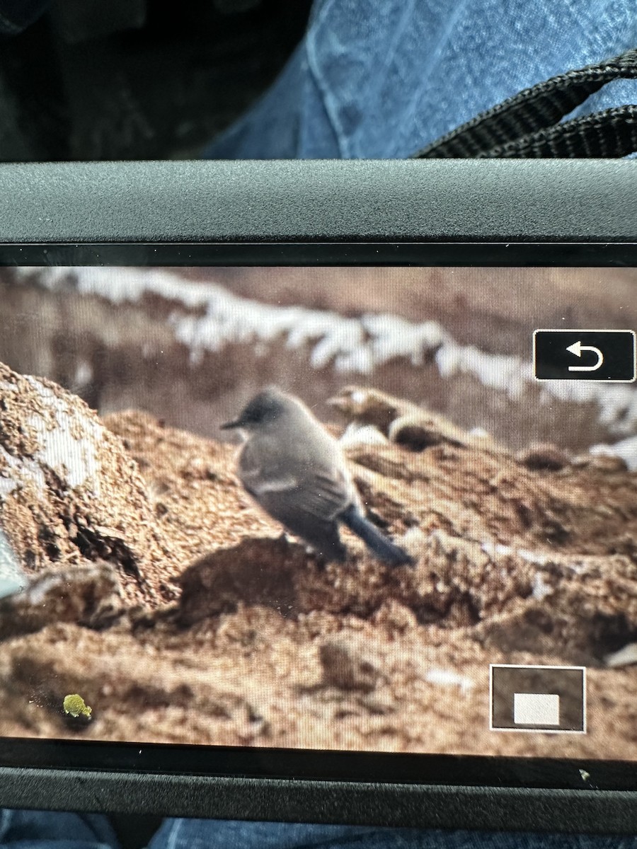 Say's Phoebe - ML629204121