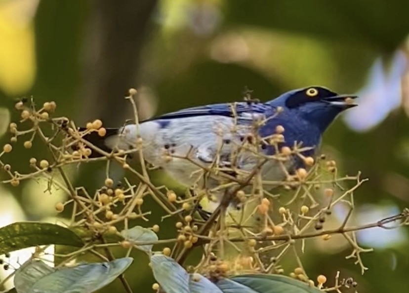 White-bellied Dacnis - ML629204948