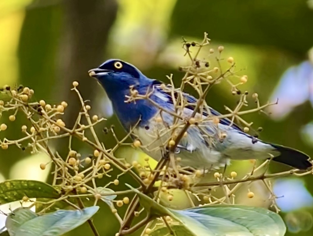 White-bellied Dacnis - ML629204949