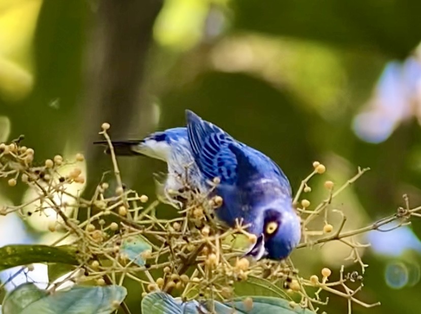 White-bellied Dacnis - ML629204950
