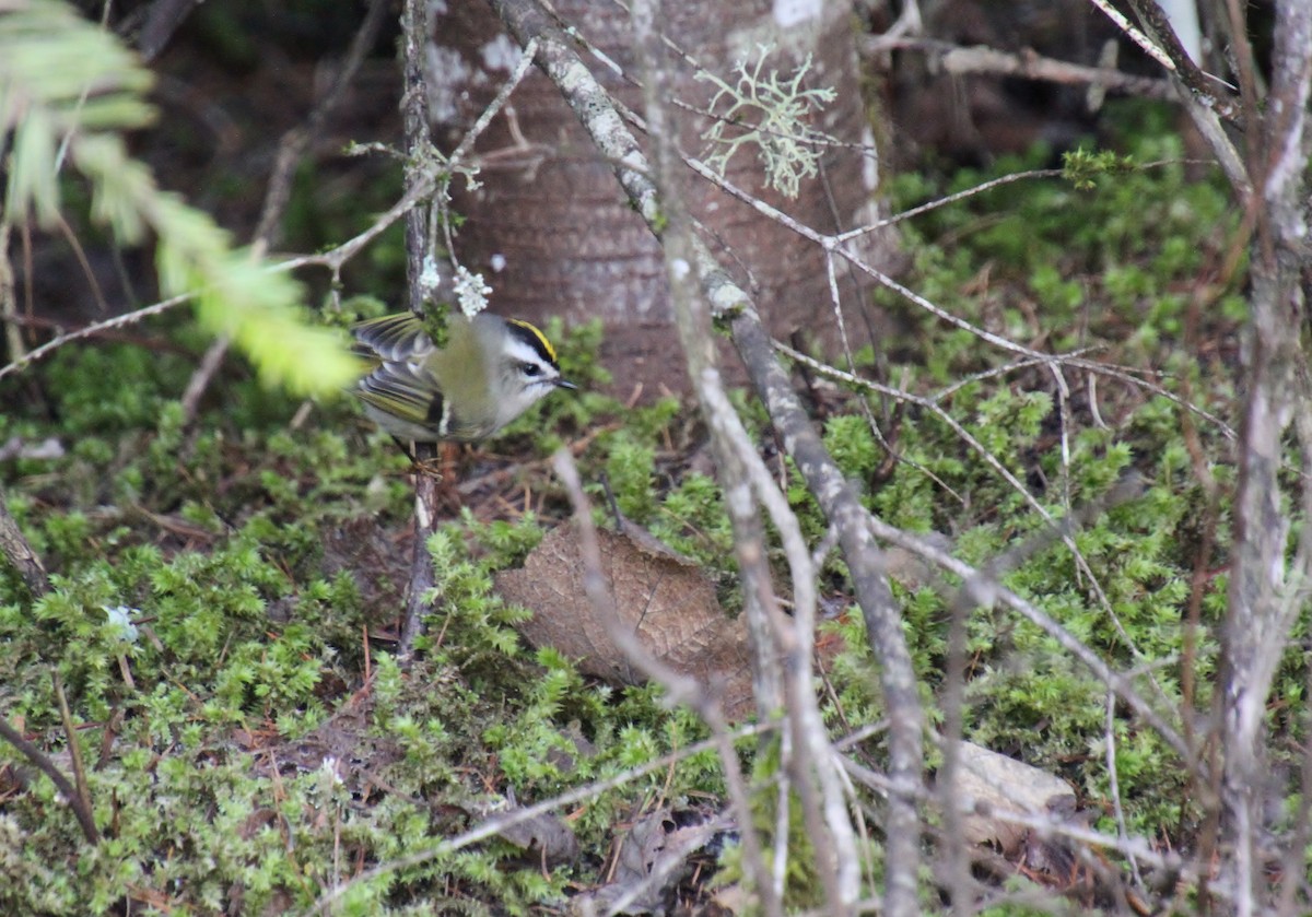 Roitelet à couronne dorée - ML629205423
