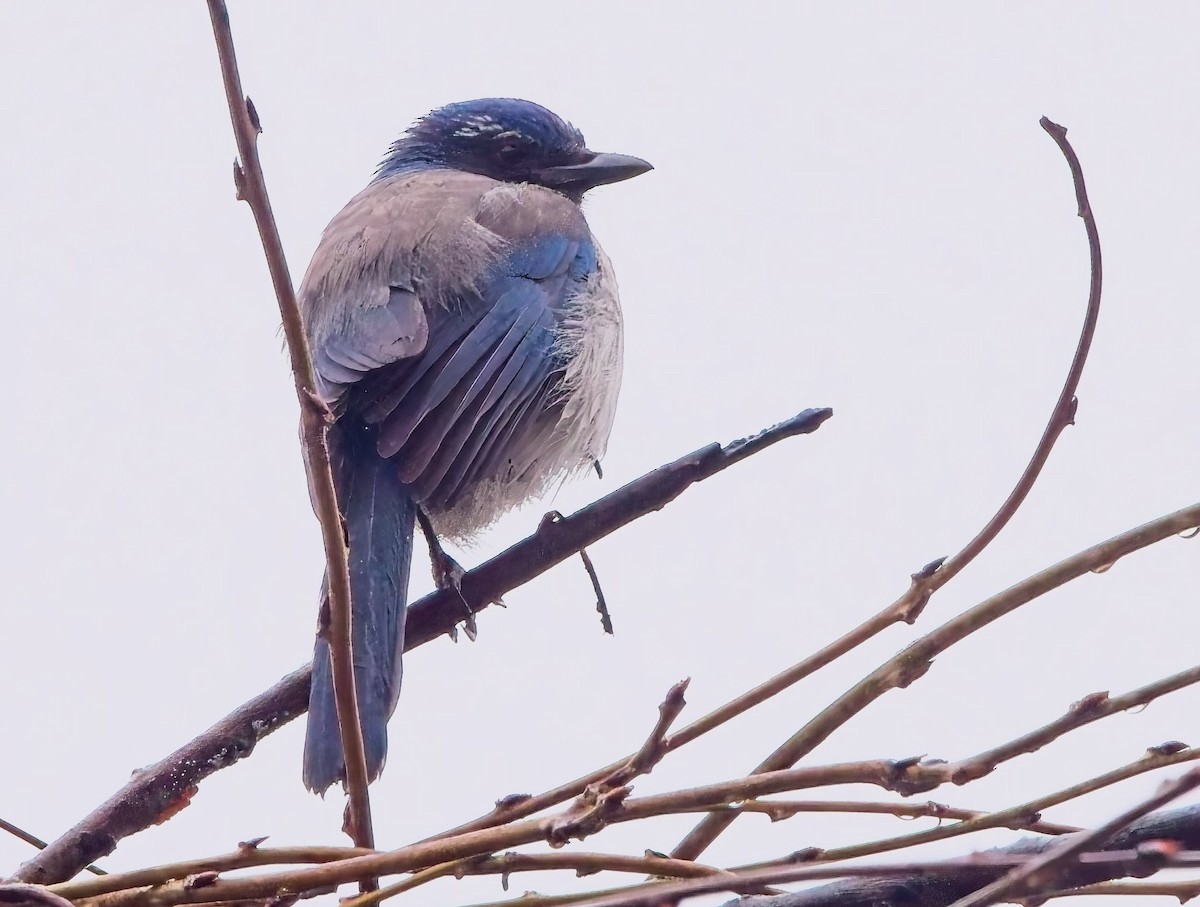 California Scrub-Jay - ML629205695