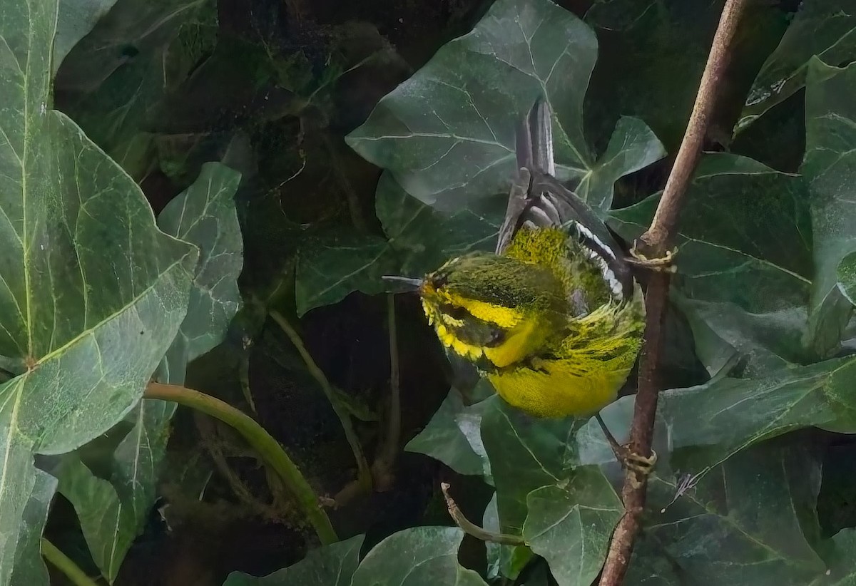 Townsend's Warbler - ML629205719