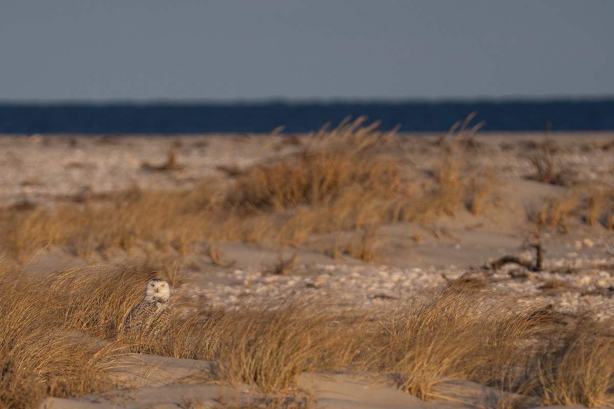 Snowy Owl - ML629205802