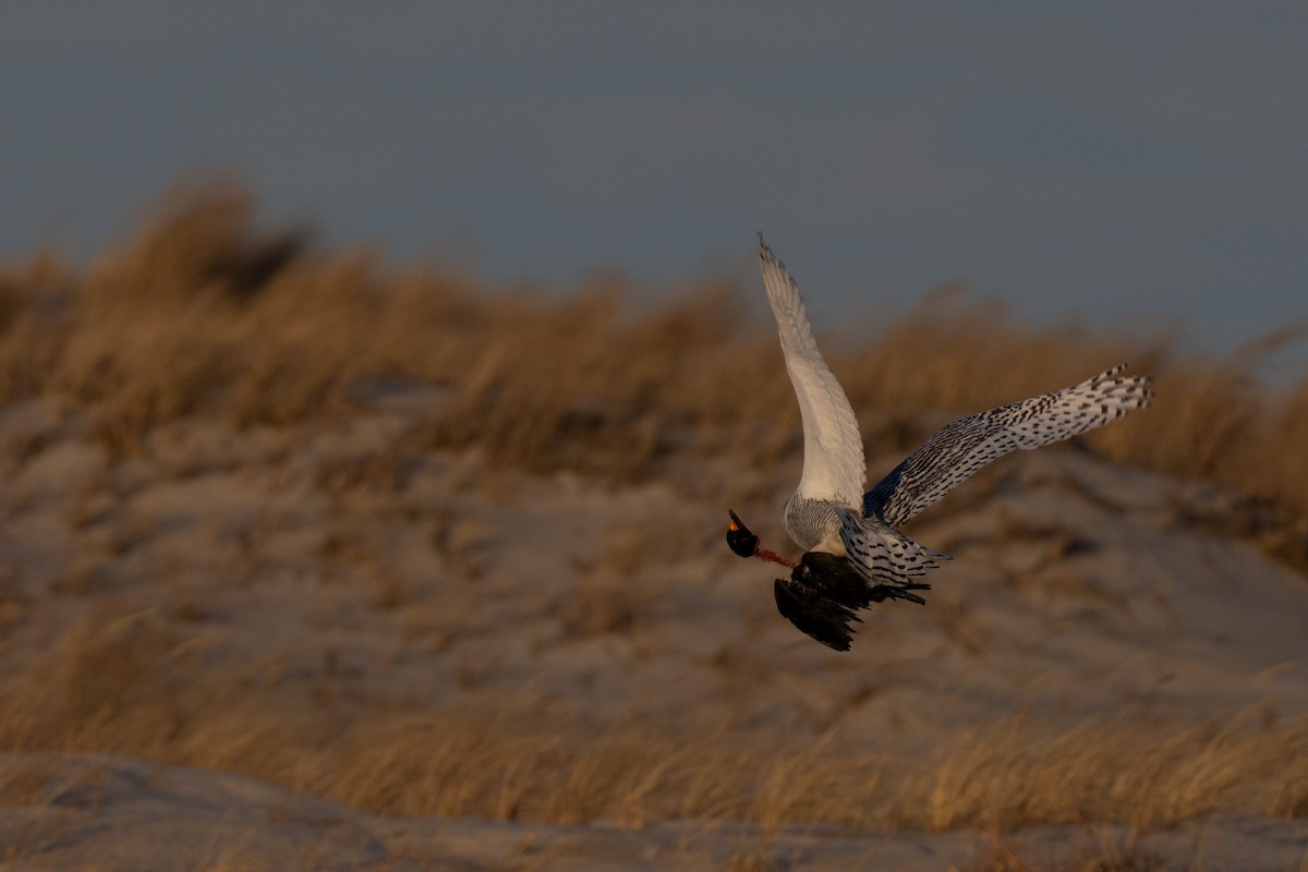 Snowy Owl - ML629205875