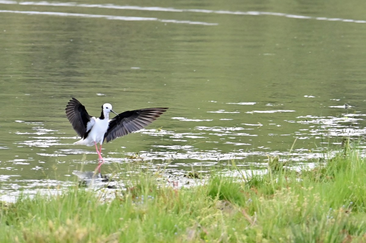 Pied Stilt - ML629206252