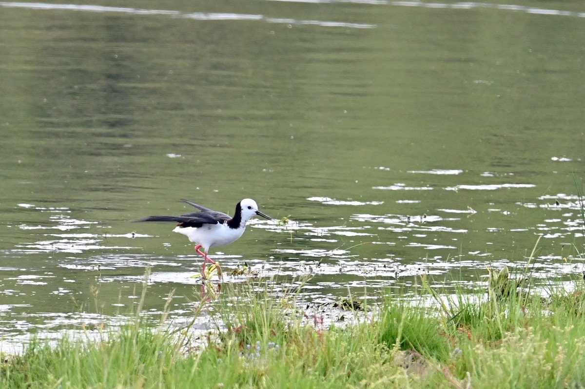 Pied Stilt - ML629206258