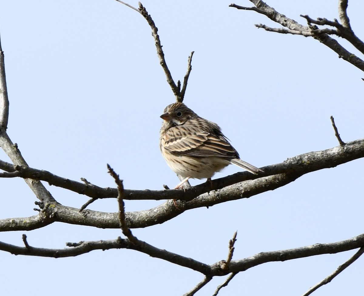 Vesper Sparrow - ML629206262