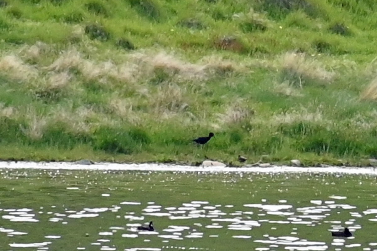 Black Stilt - ML629206270