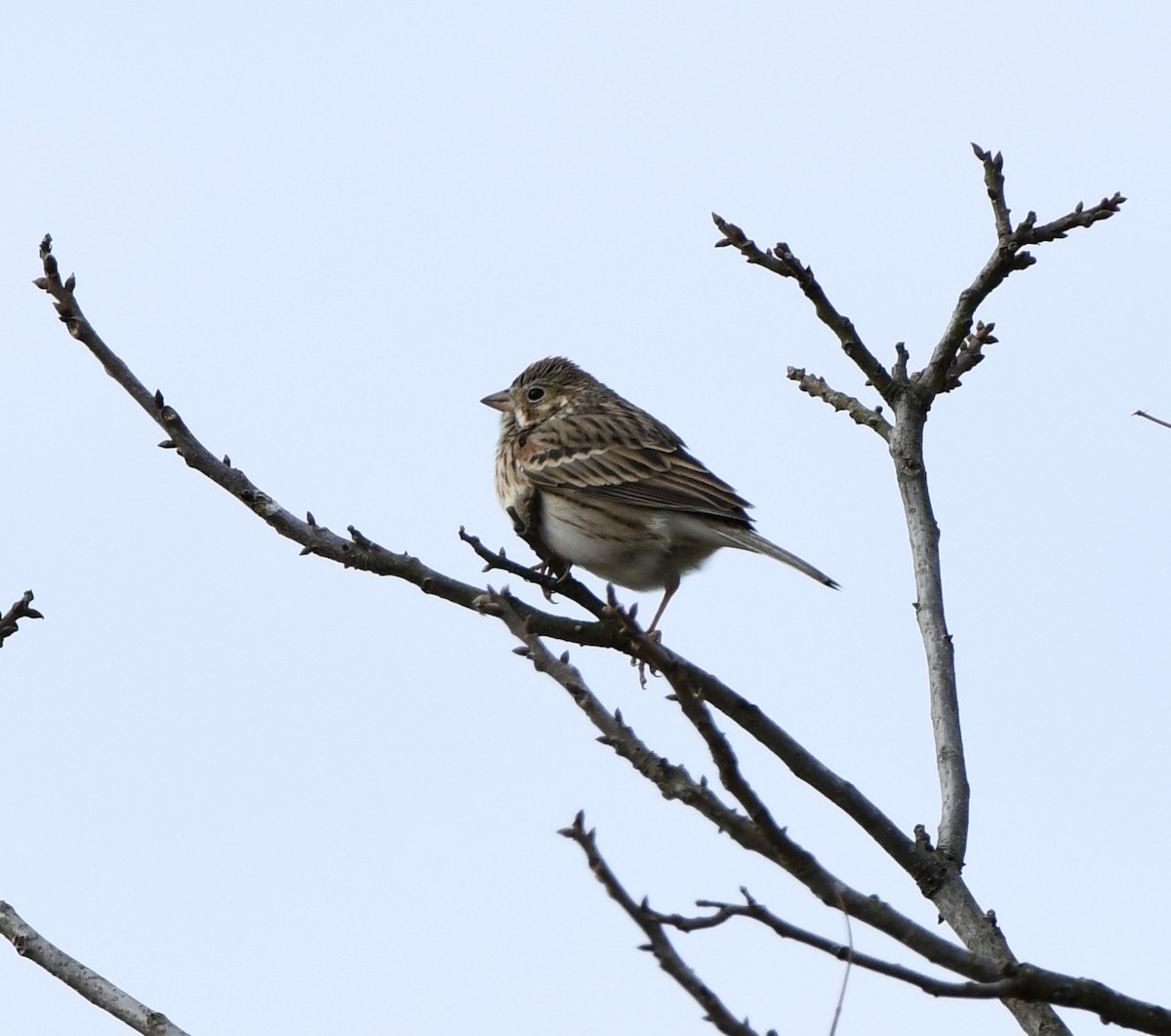 Vesper Sparrow - ML629206274
