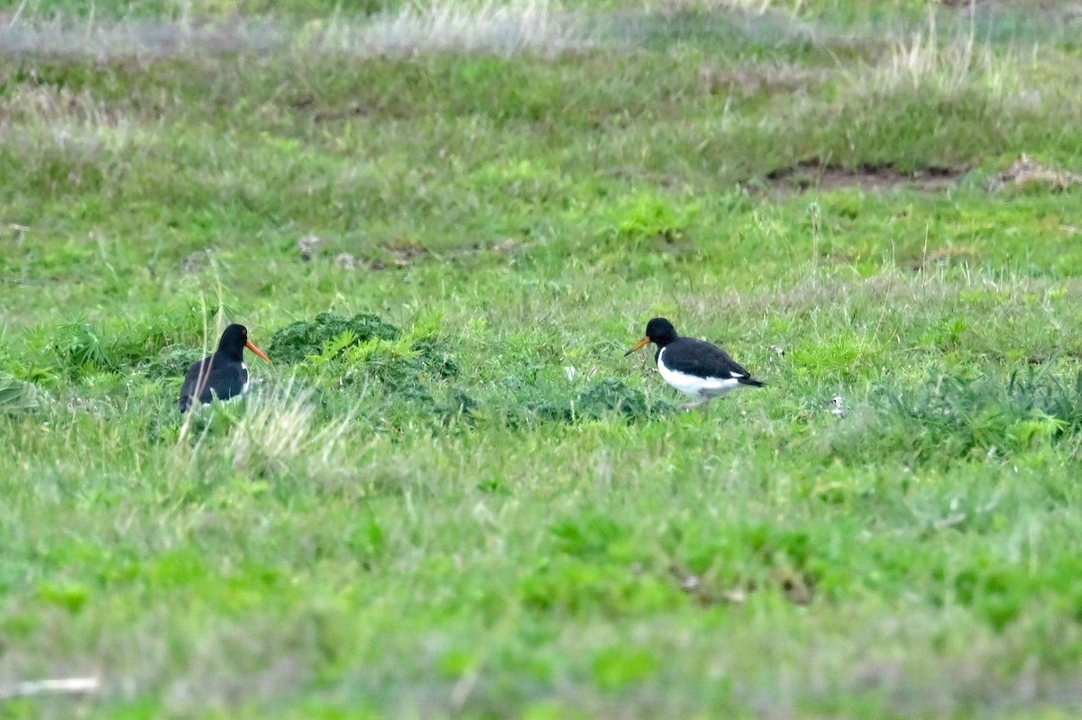 South Island Oystercatcher - ML629206288