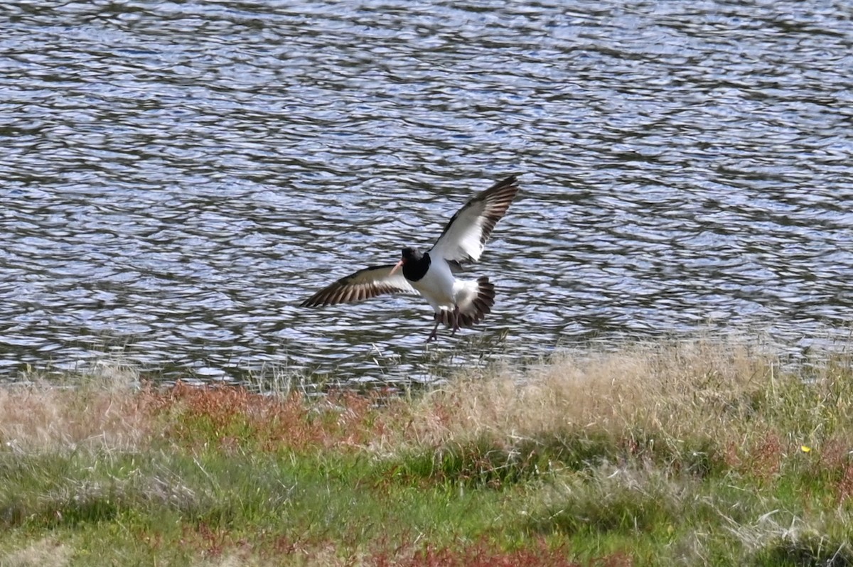 South Island Oystercatcher - ML629206292