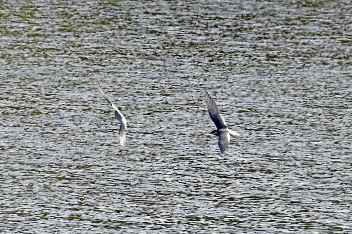 Black-fronted Tern - ML629206305