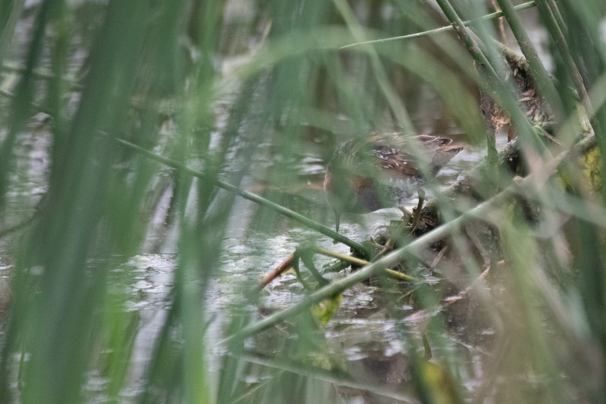 Schiribilla grigiata - ML629206326
