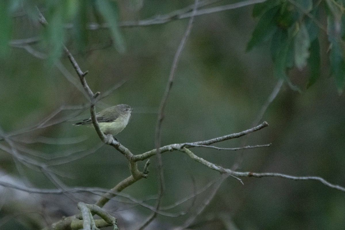 Weebill - ML629206355