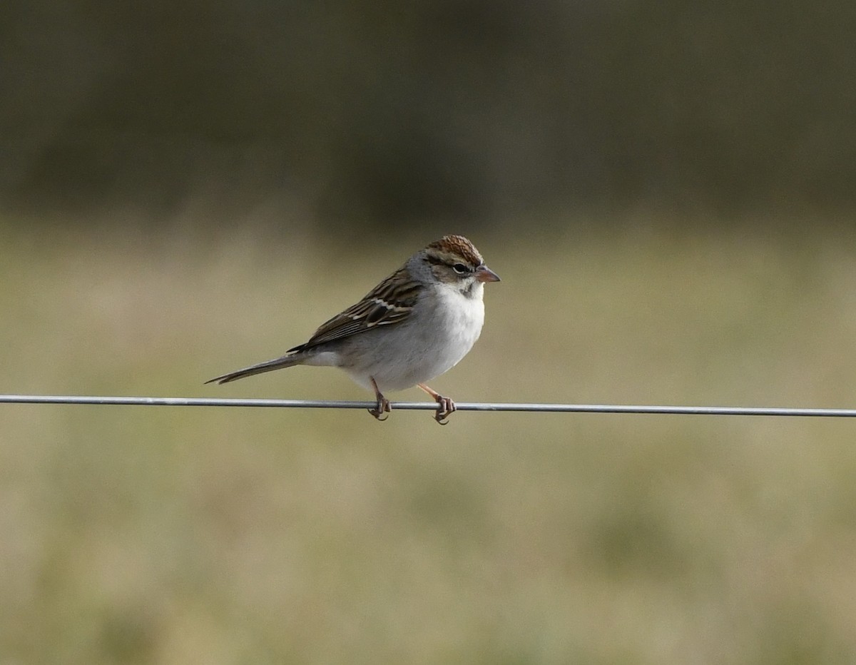 Chipping Sparrow - ML629206369