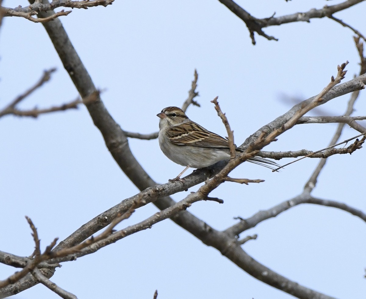 Chipping Sparrow - ML629206373