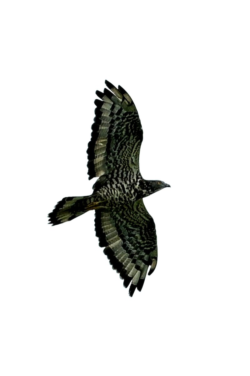 Wespenbussard - ML629206437