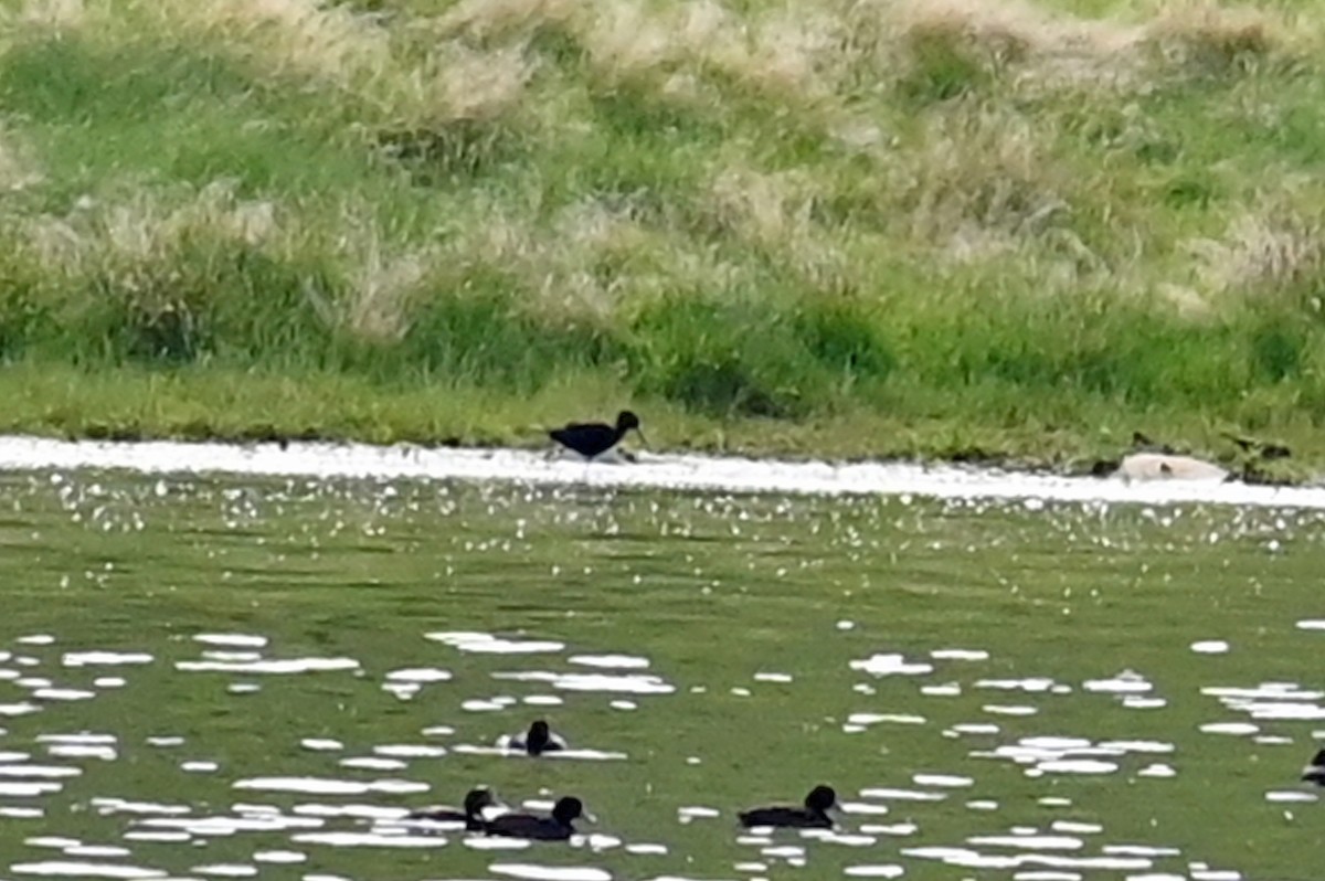 Black Stilt - ML629206449