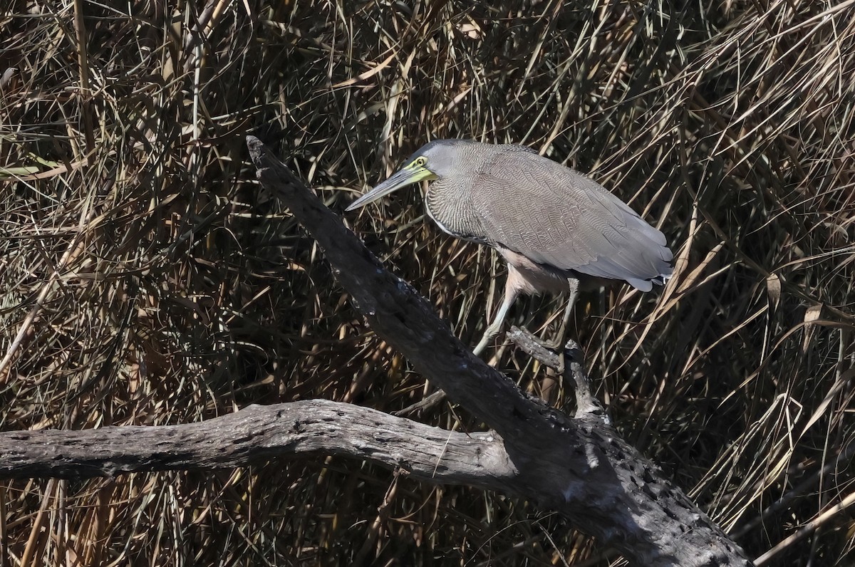 Bare-throated Tiger-Heron - ML629206476