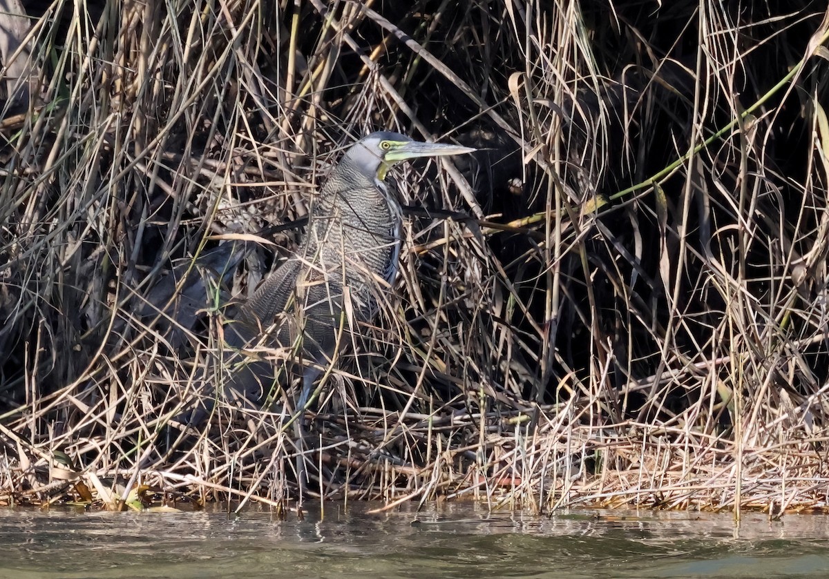Bare-throated Tiger-Heron - ML629206477
