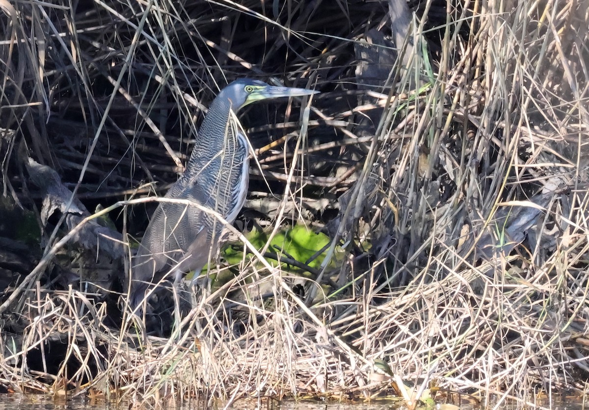 Bare-throated Tiger-Heron - ML629206478