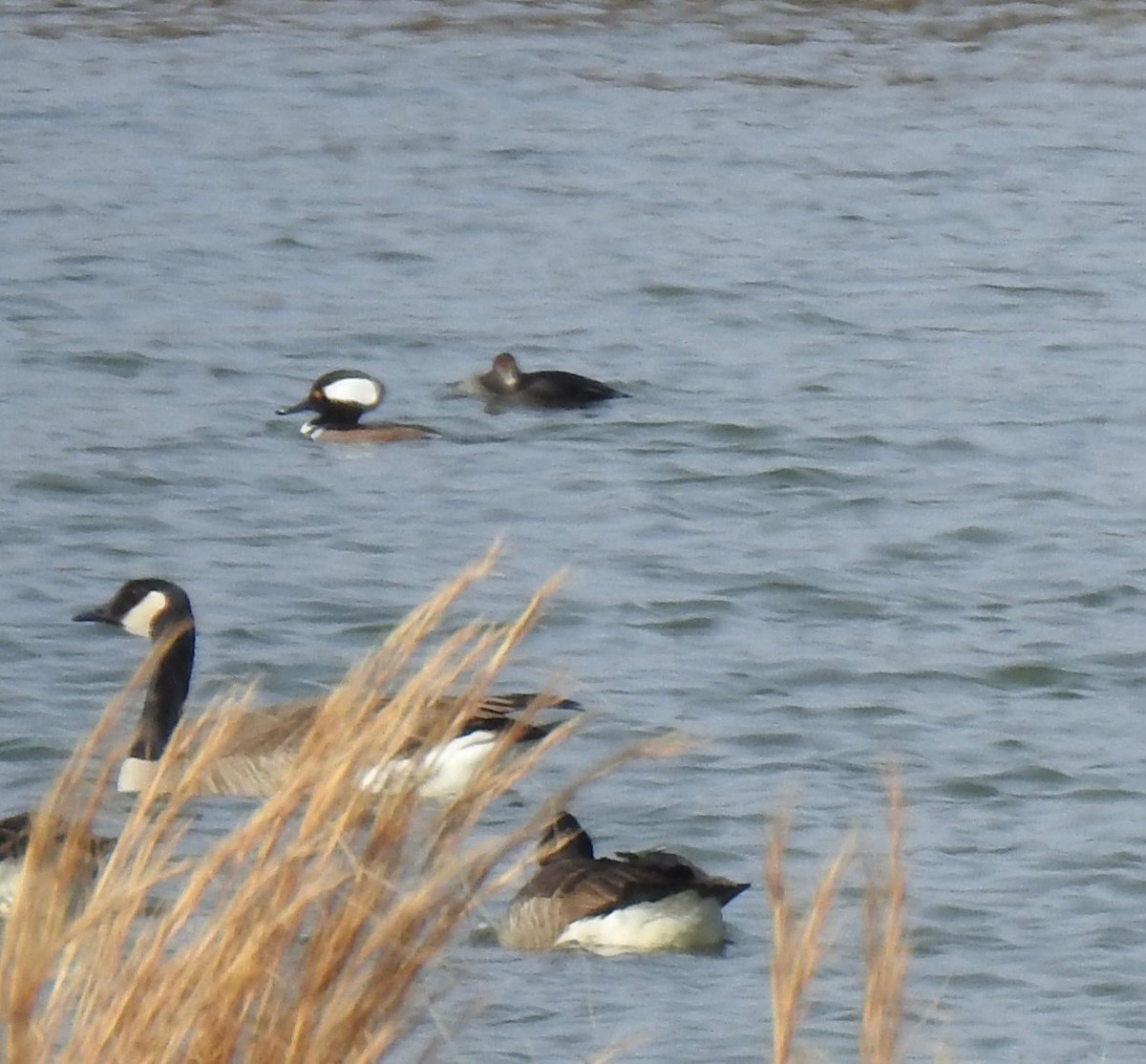 Zerra buruhandia - ML629206514