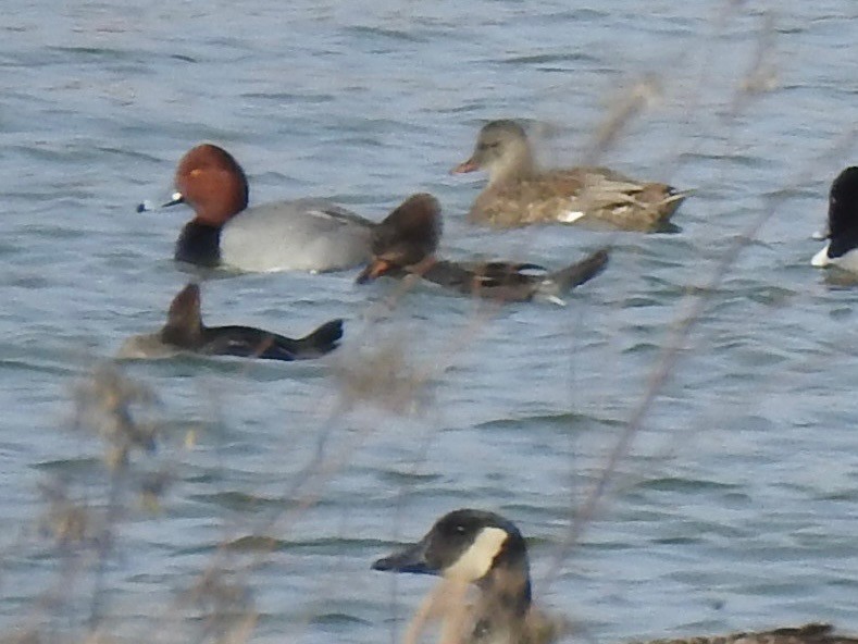 Zerra buruhandia - ML629206515