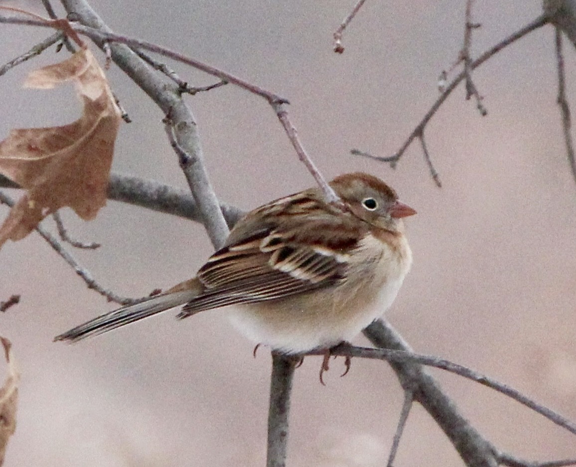 Field Sparrow - ML629206620