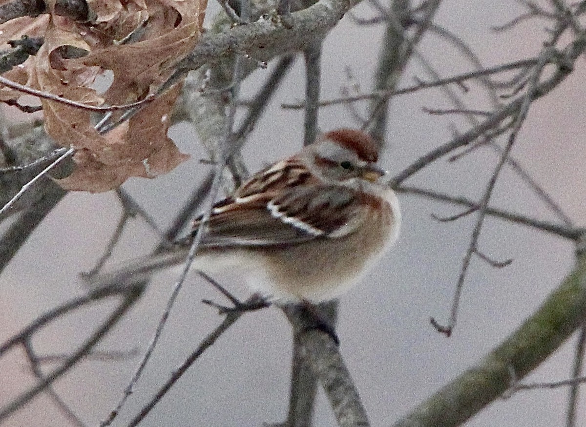 American Tree Sparrow - ML629206624
