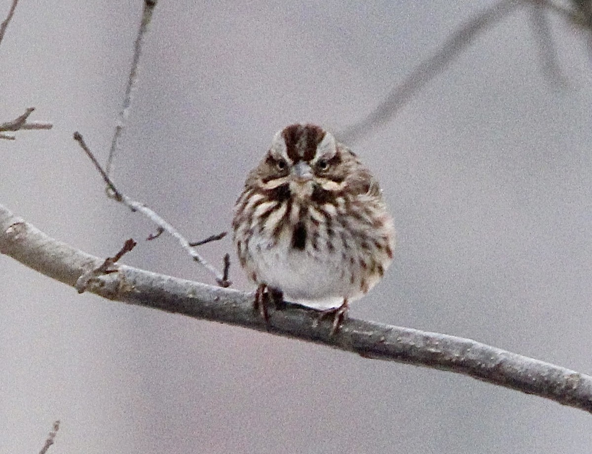 Song Sparrow - ML629206629