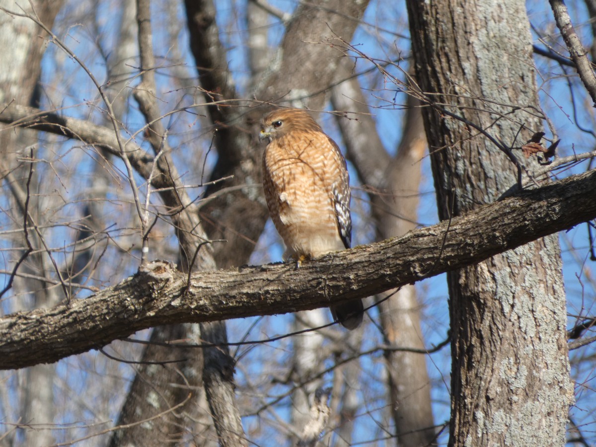 Red-shouldered Hawk (lineatus Group) - ML629206693