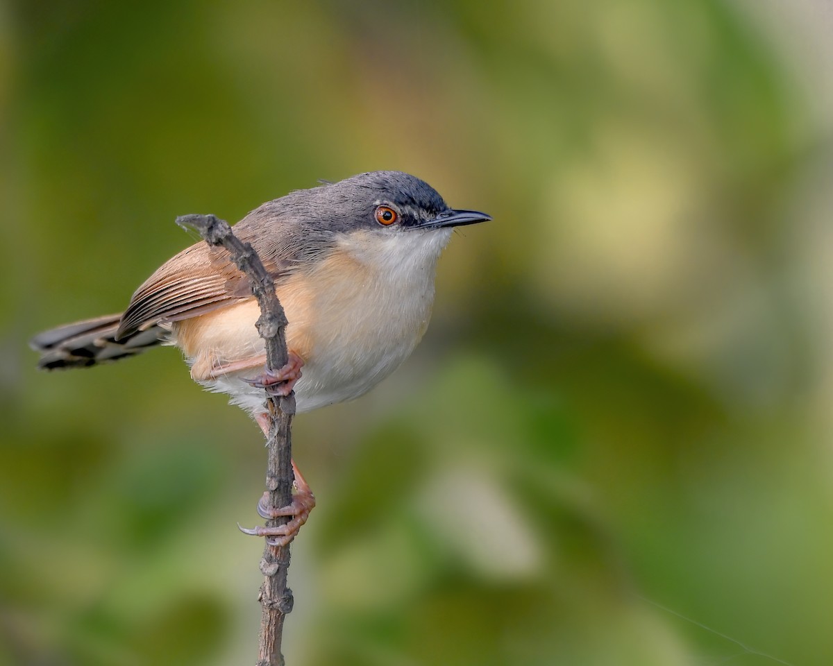 Ashy Prinia - ML629206723