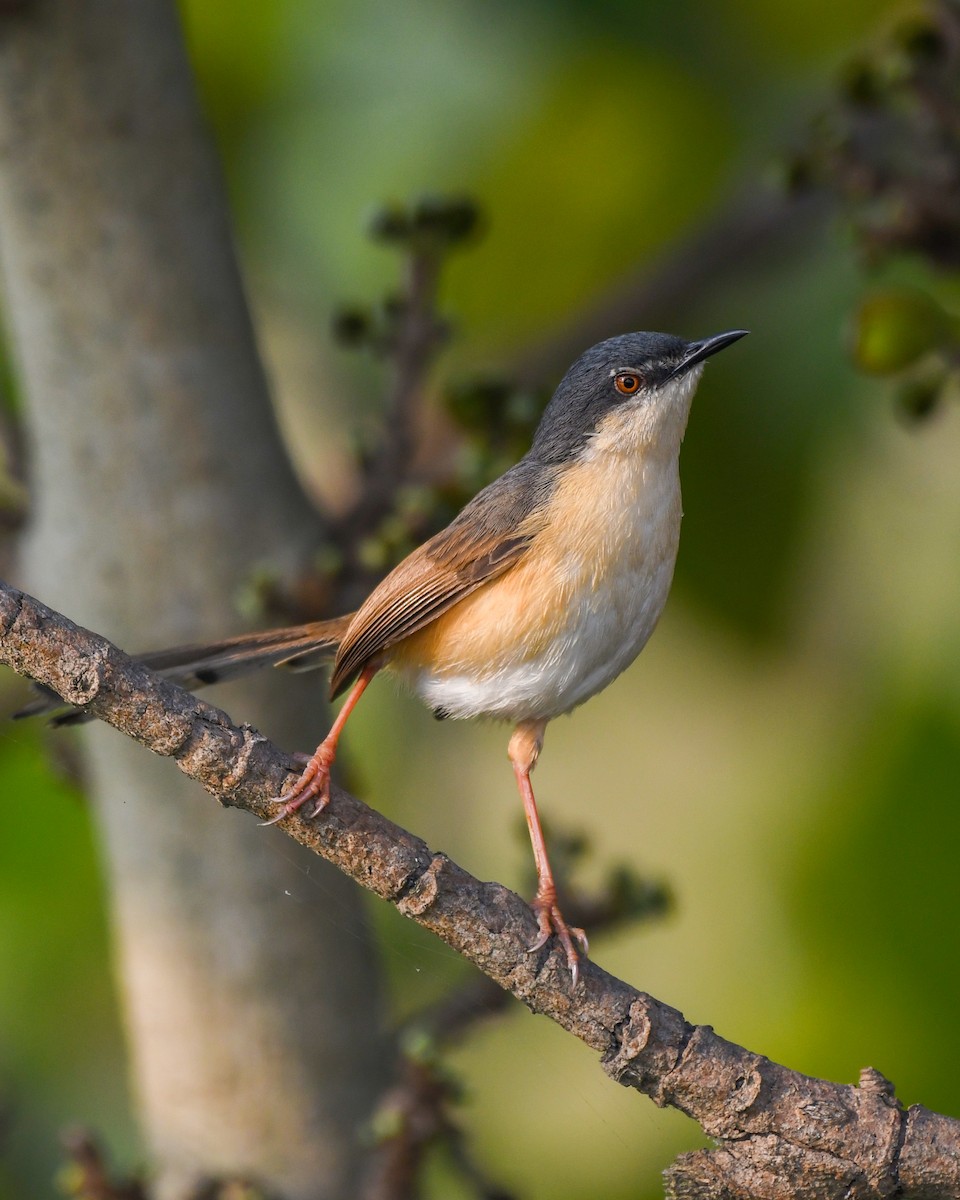 Ashy Prinia - ML629206724