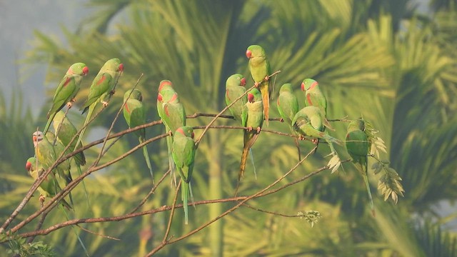 Alexandrine Parakeet - ML629206775
