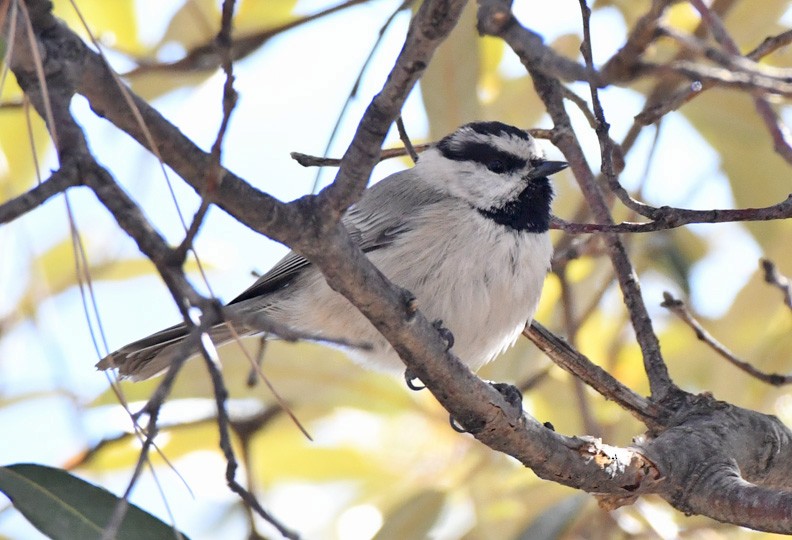 Mountain Chickadee - ML629206854