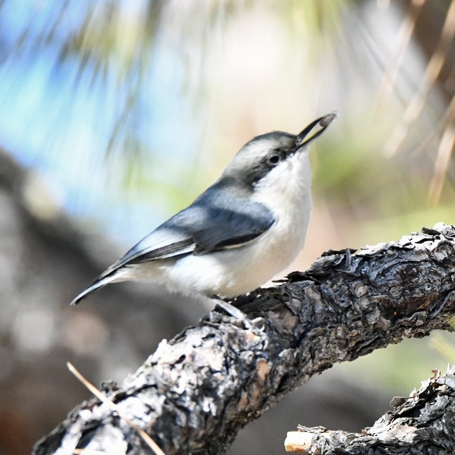 Pygmy Nuthatch - ML629206878
