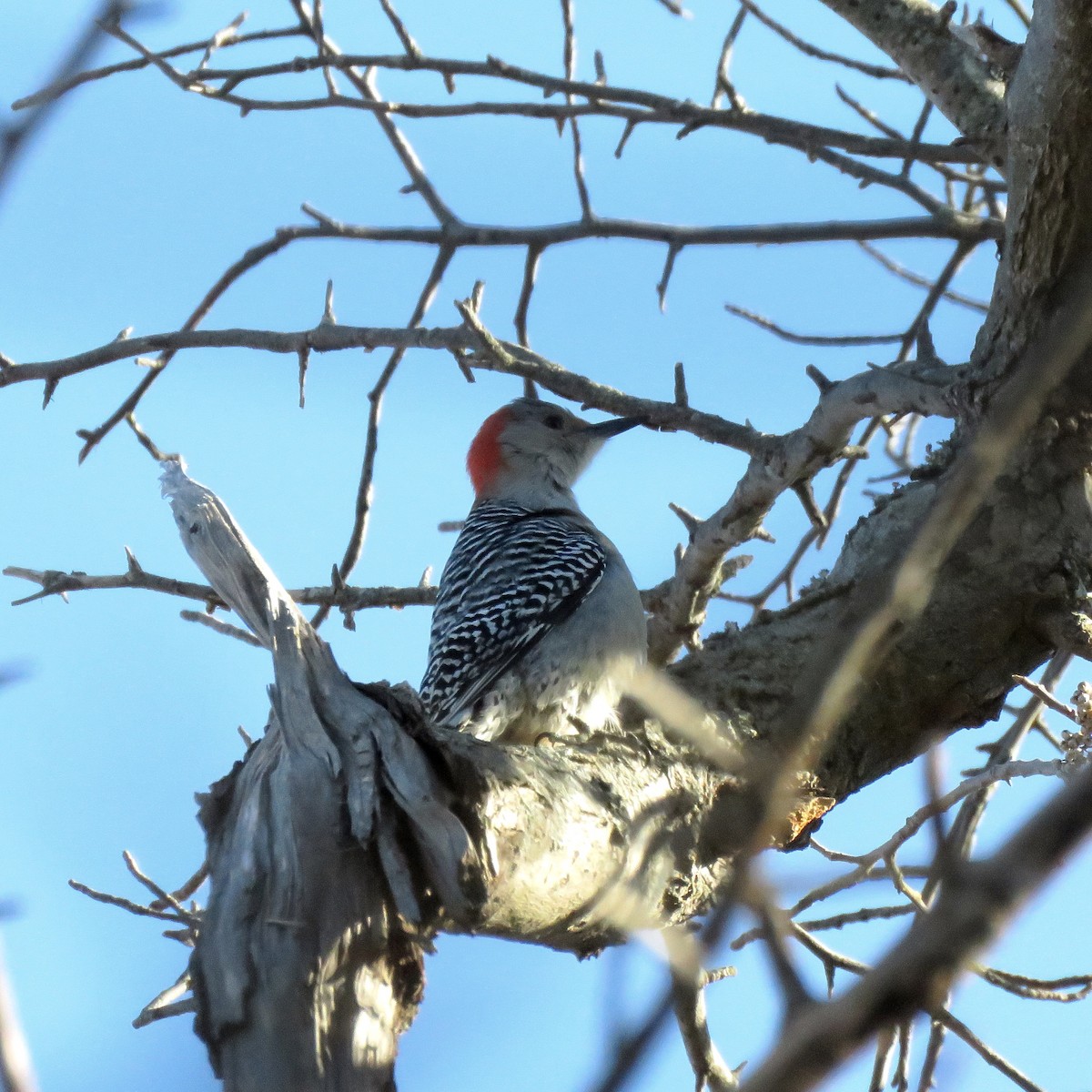 Red-bellied Woodpecker - ML629206982