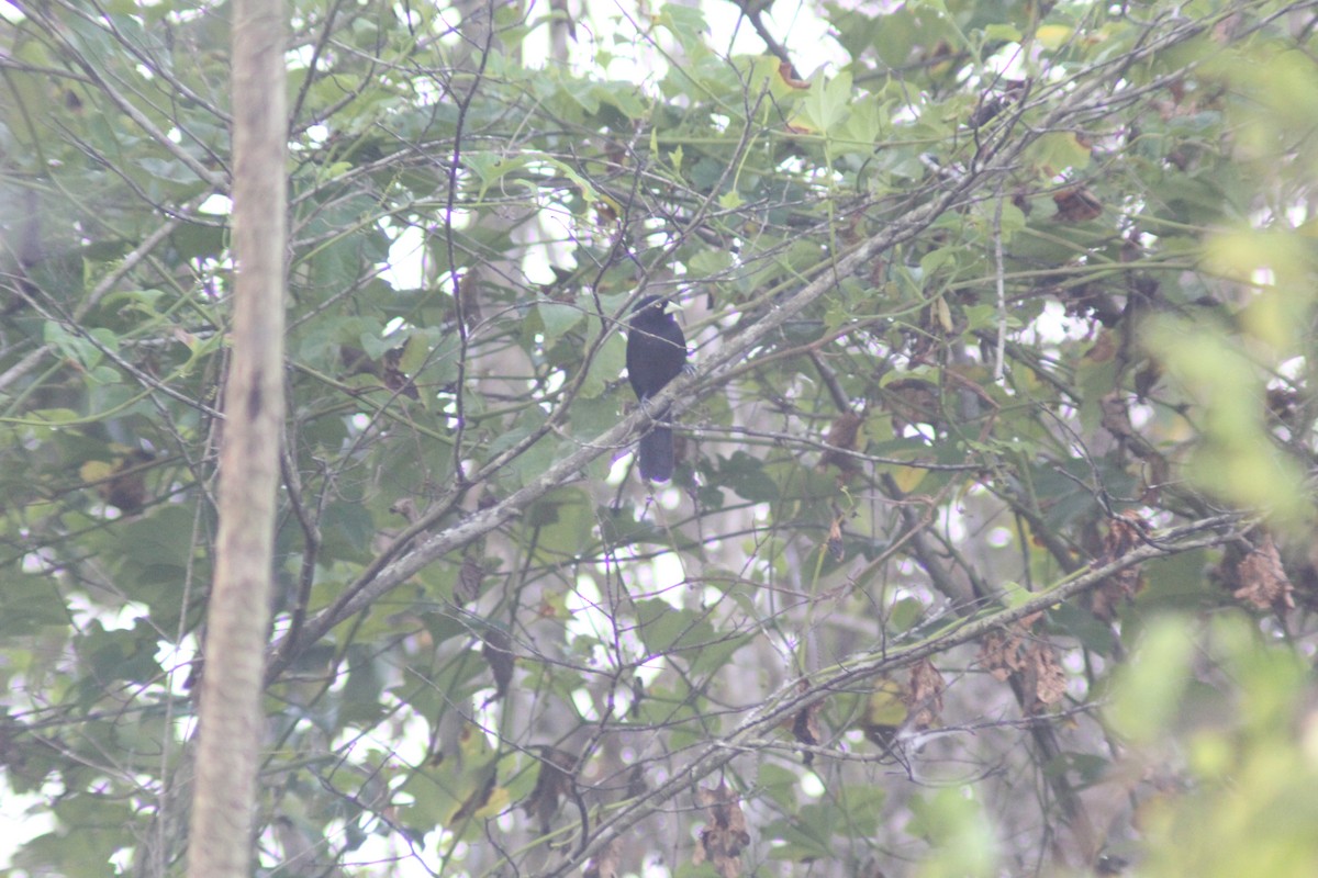 Yellow-billed Cacique - ML629207218