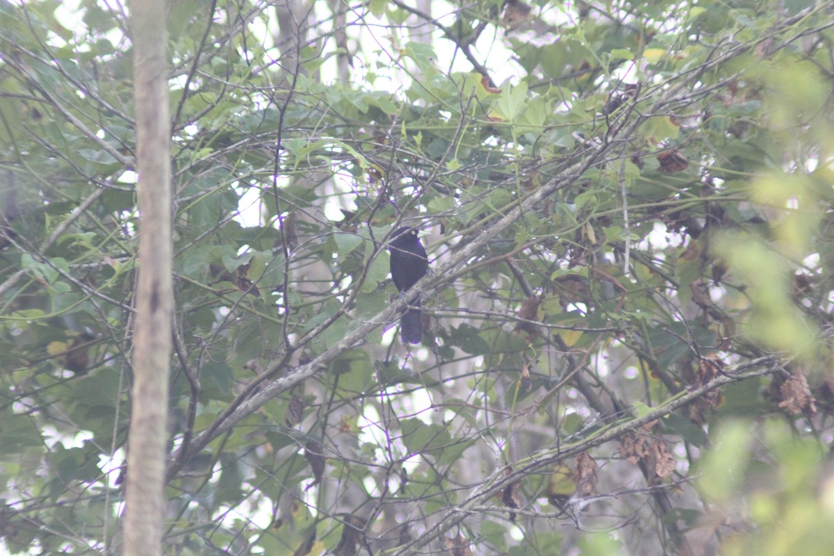 Yellow-billed Cacique - ML629207219