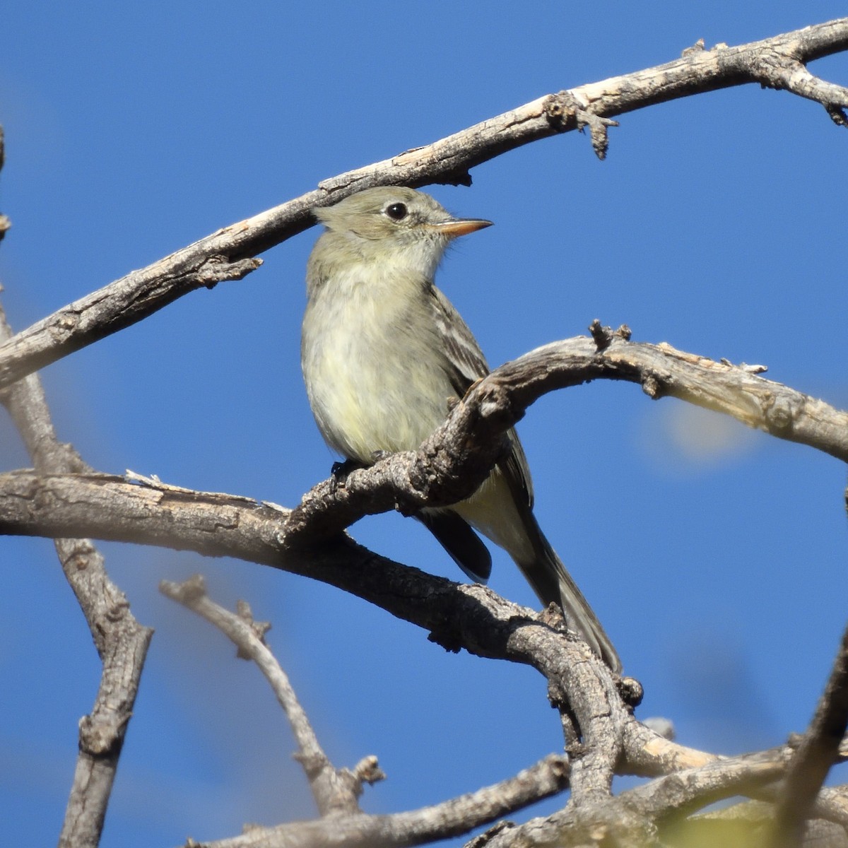 Gray Flycatcher - ML629207277