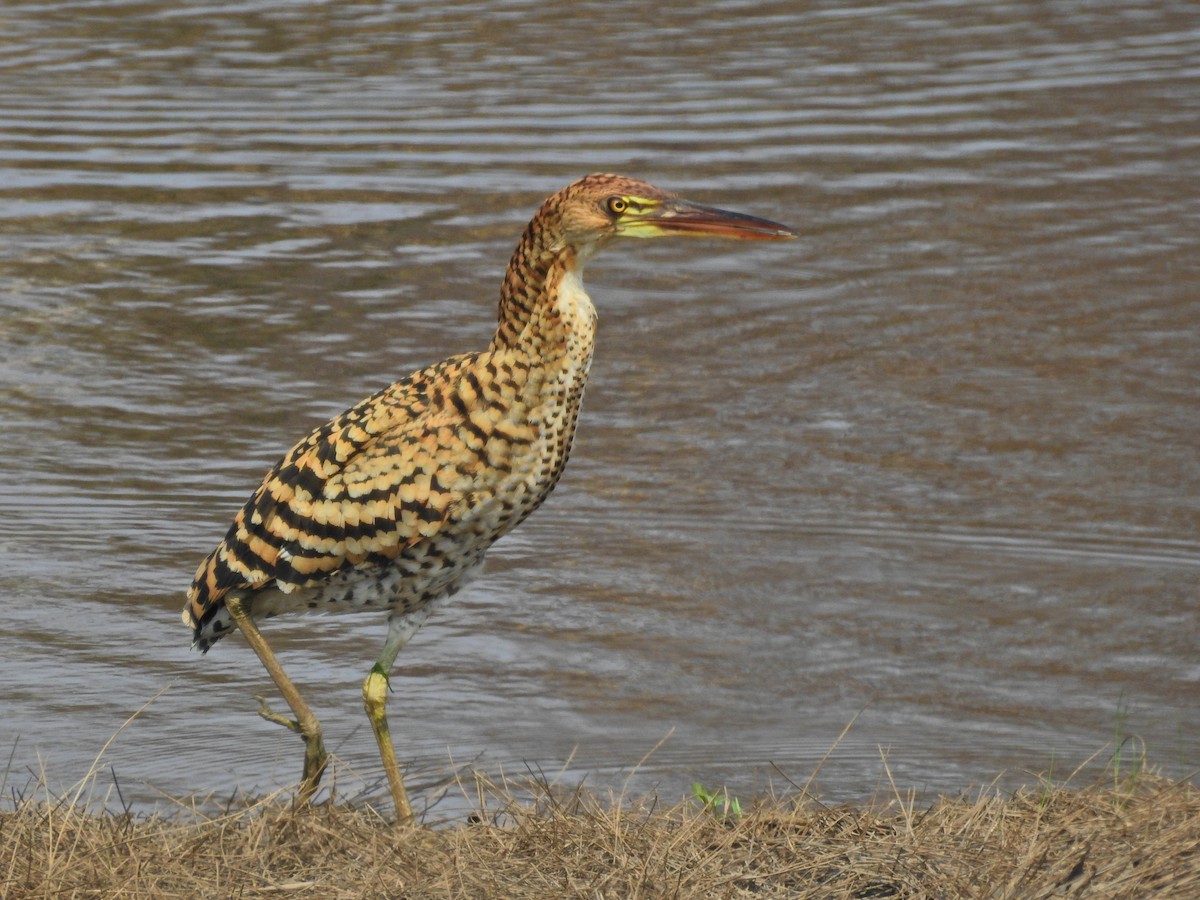 bukač červenavý - ML629207281