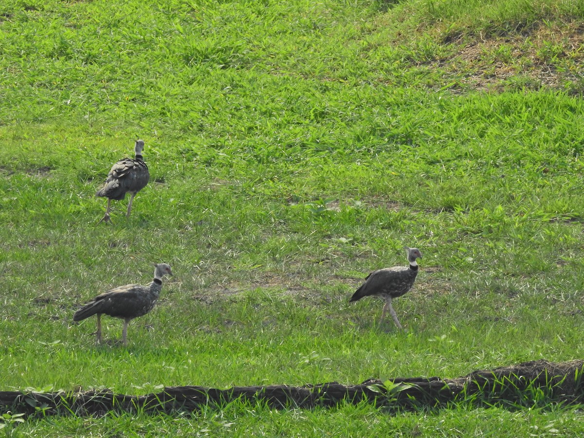 čája obojková - ML629207363