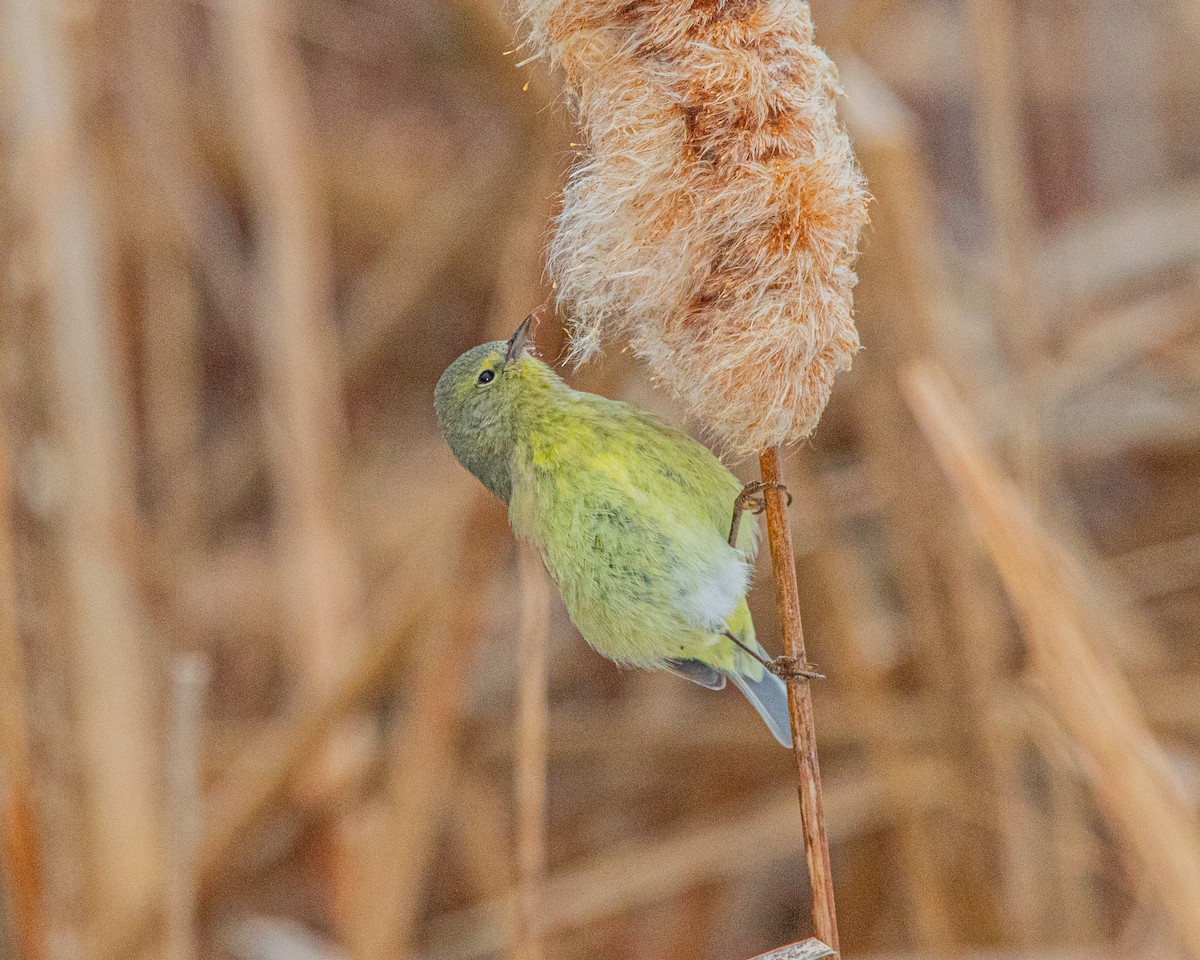 Paruline verdâtre - ML629207511