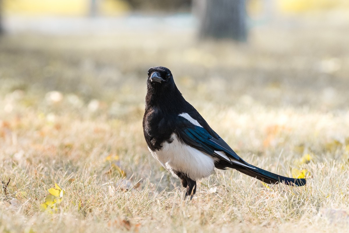 Black-billed Magpie - ML629207532