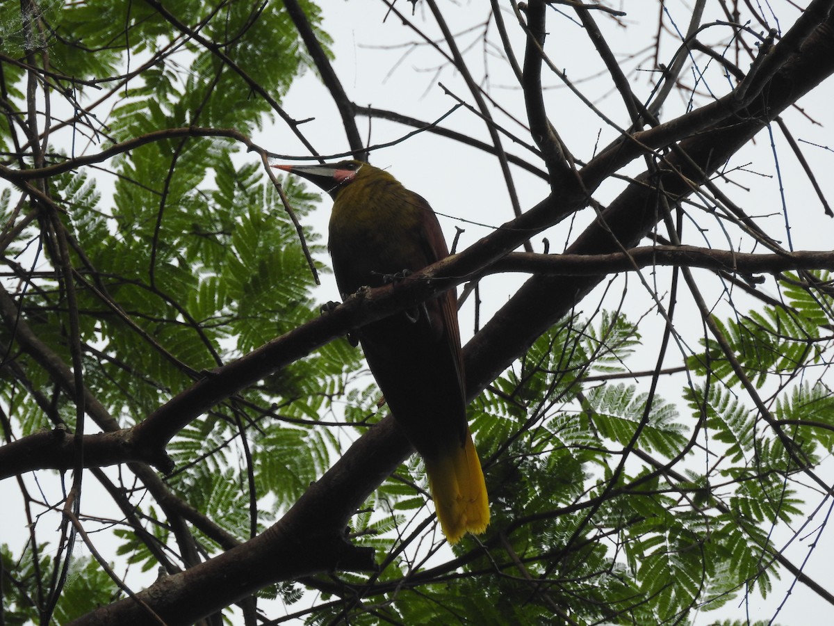 Olive Oropendola - ML629207550