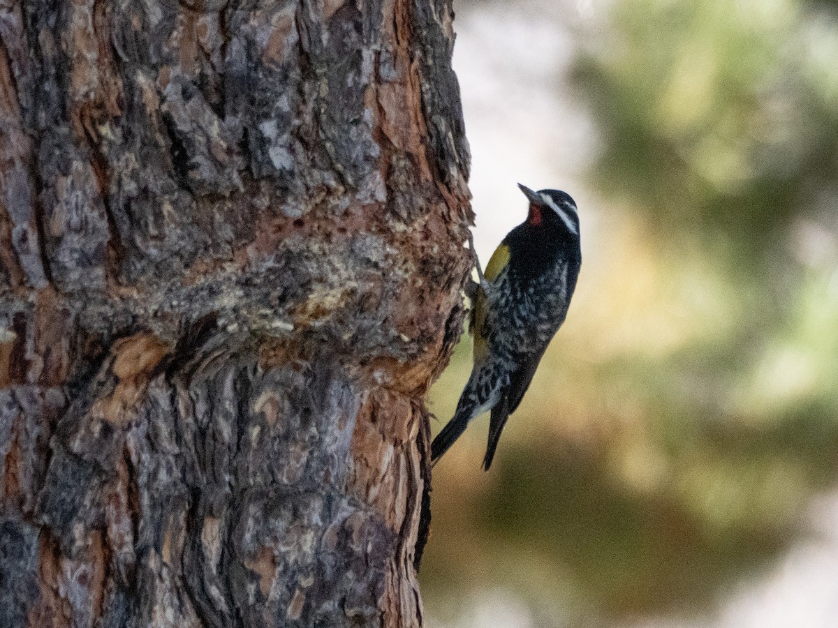 Williamson's Sapsucker - ML629207555